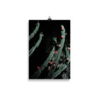 Cactus 05 Fine Art Photography Print - Image 2