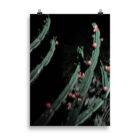 Cactus 05 Fine Art Photography Print - Image 4