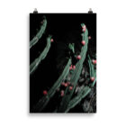 Cactus 05 Fine Art Photography Print - Image 5