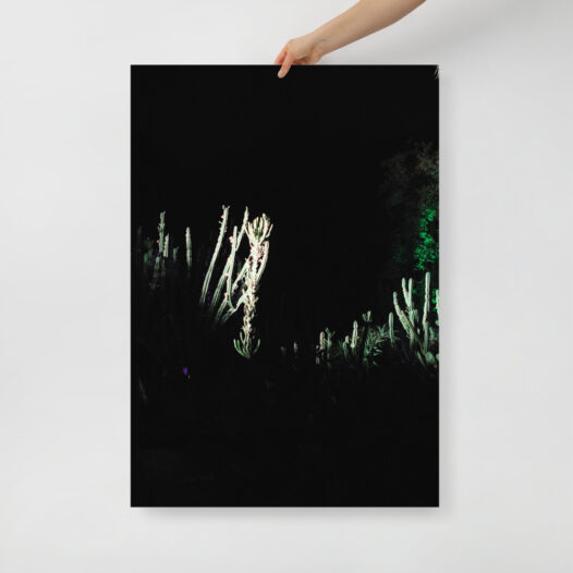 Cactus 01 Fine Art Photography Print