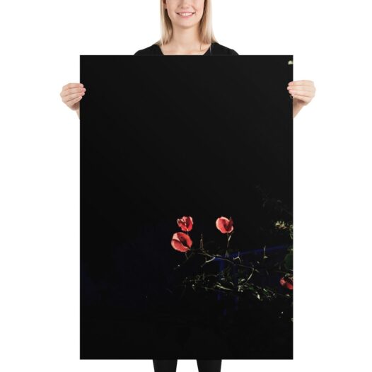 This Ins't a Black Rose Fine Art Photography Print